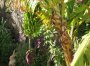 Figi, kasztany, daktyle, winogrona, banany i migday na Teneryfie