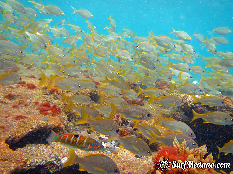 Underwater reef in El Cabezo in El Medano on Tenerife Canarias