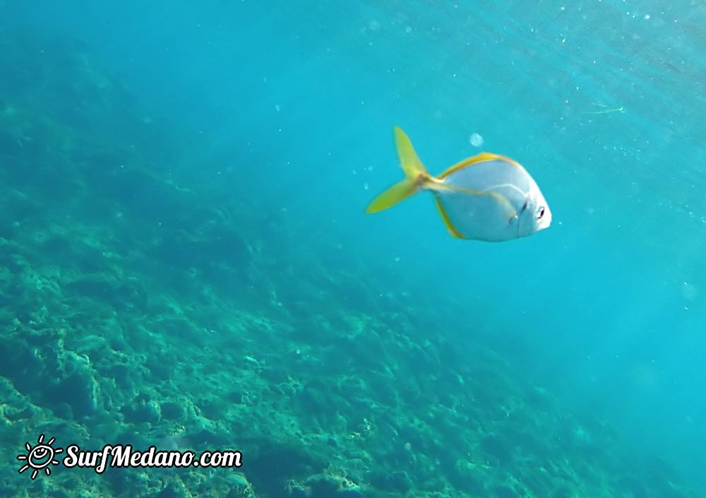 Underwater life of El Cabezo in El Medano Tenerife