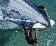 windsurfing w El Tur