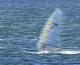 Windsurfing  w Jastarni na Półwyspie Helskim 