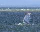 Windsurfing  w Jastarni na Półwyspie Helskim 