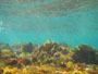 Pod wodą na rafie na El Cabezo i El Medano