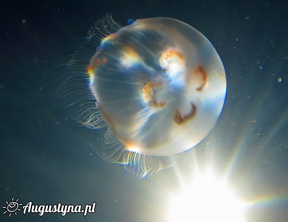 Meduza w Jastarni na Półwyspie Helskim